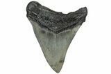 Serrated, Fossil Megalodon Tooth - South Carolina #310049-1